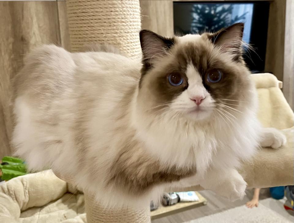 /images/Galeria/Ragdoll Rajongók Rezidenciája/24 Kukulyné Sipos Barbara.jpg